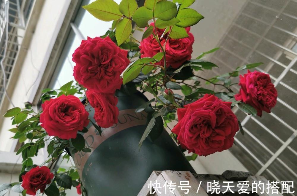 适合十月养的“14种花”，成活率高，能早日开花，喜欢别错过