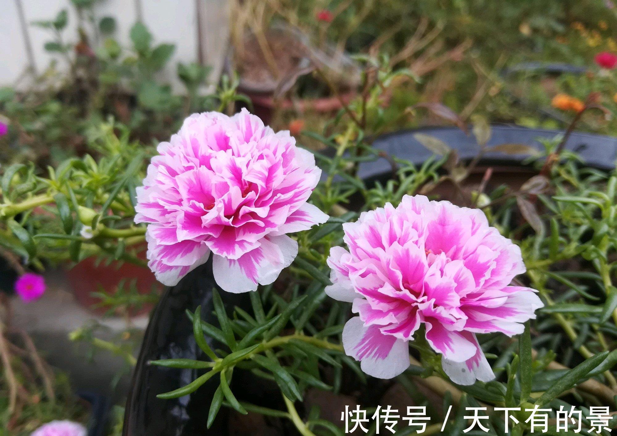 花朵|进入八月,6种花要多晒太阳,越晒花朵娇艳,开花越勤