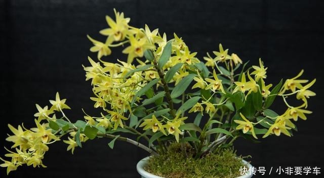 这5种花,个个好滋味,养的旺旺的,开一茬撸一茬,耐看又好吃