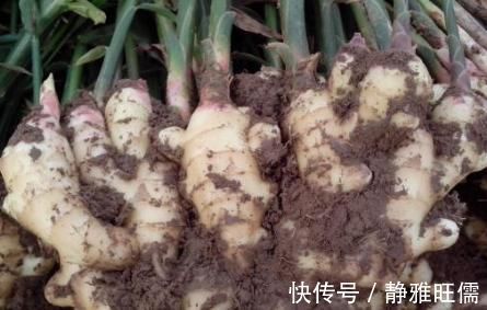 退行性|花椒+生姜，不出二周，不仅腿不痛了，膝盖积液也可说“拜拜”！