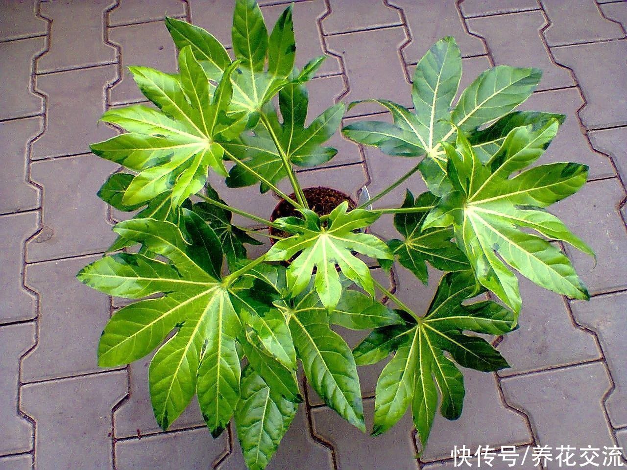 叶片|枝叶长得特别壮观的八角金盘，品种还挺丰富，适合养成室内大盆栽