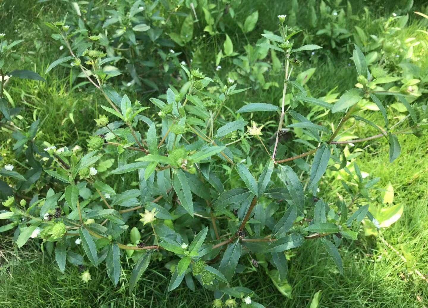 正哥|这种“一肚子学问”的草药,长于滋补肝肾,还能凉血止血