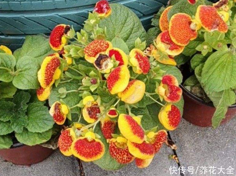 蒲包花|家里养盆“钱袋子”花，新的一年祈祷好运，招财进宝好兆头