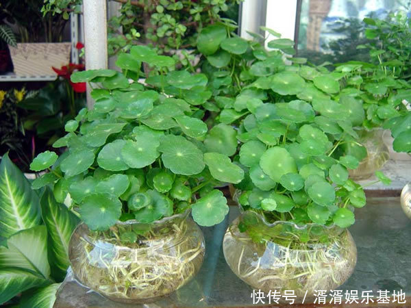 种花|养此5种花,夏季就像“水桶”,浇水越多、长得越旺