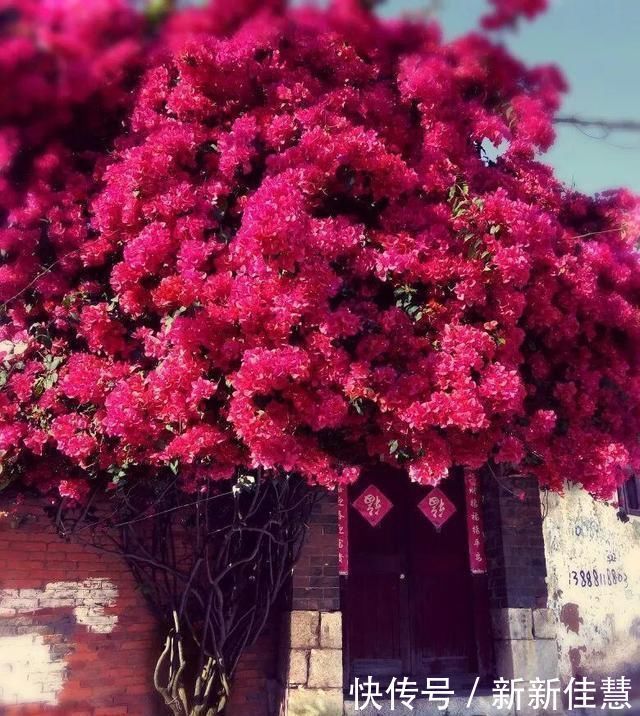 夏天已经来到 进口花家里要种2棵 花开三季 阳台变花海 粉紫色