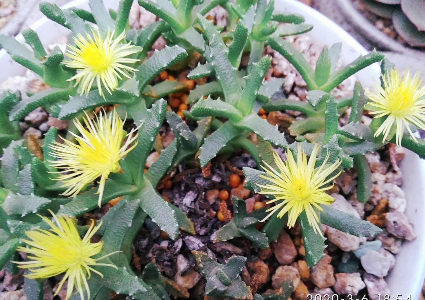 多肉奔龙开完花以后叶片软软的?问题可大可小,建议马上对照处理