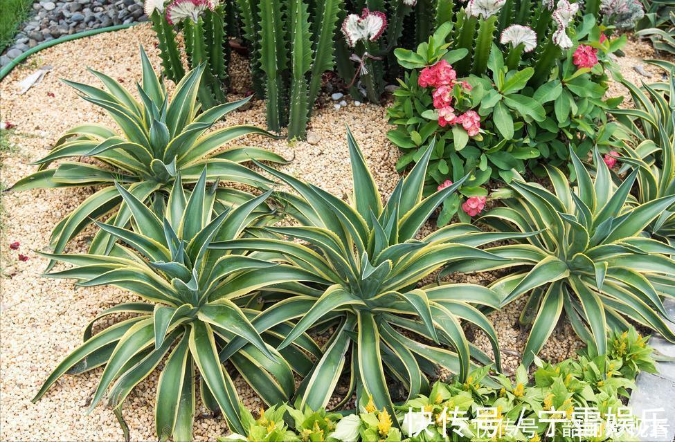 龙舌兰|3种霸气“吸毒”花,“镇宅旺财”,但是有毒,养花要知道