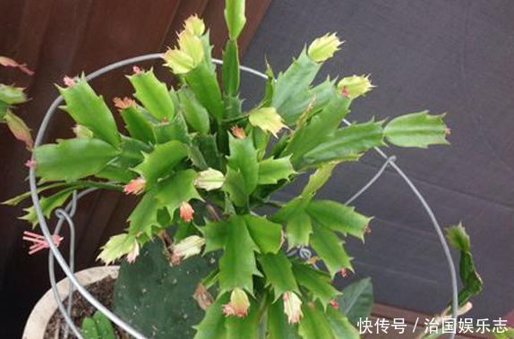 侧芽|仙人掌叶片瘦弱“营养不良”,学会小“绝招”,一年变“壮汉”