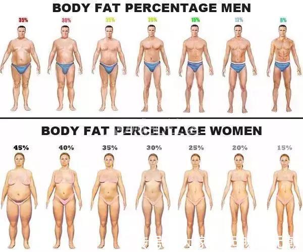 bmi|你是胖还是壮减肥不等于减重,体脂率是关键!教你3招榨干脂肪