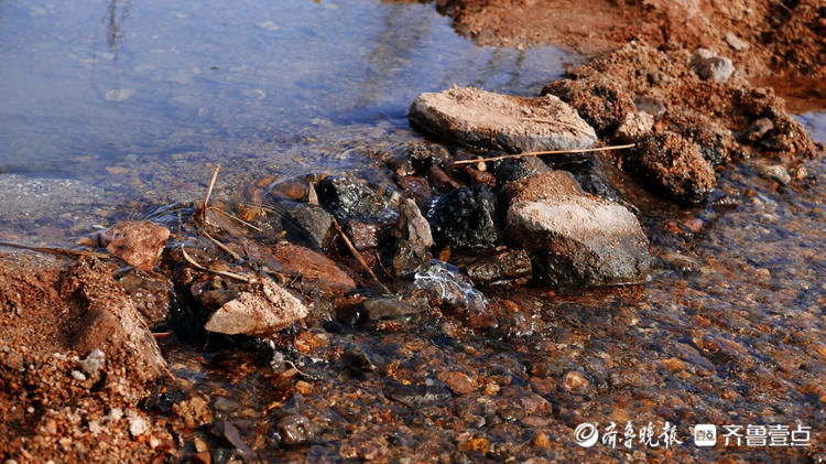 青岛大沽河湿地流水淙淙，水暖了，春来了！