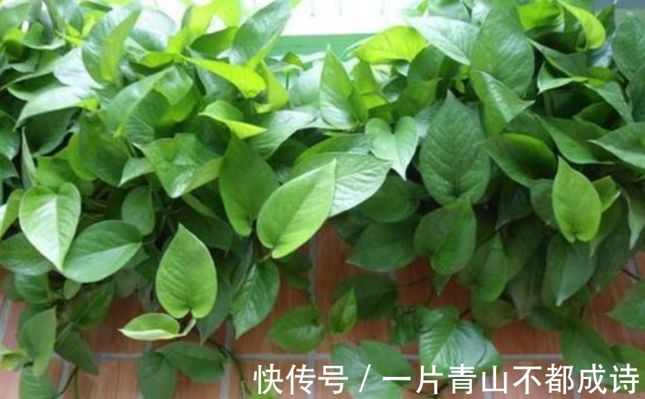 人养花,花也养人,“3种花”家养里,空气清新,还有助于睡眠!