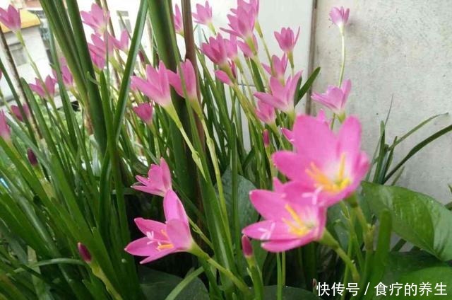 3种稳赚不赔的花,今年种一个,明年爆崽一大堆!