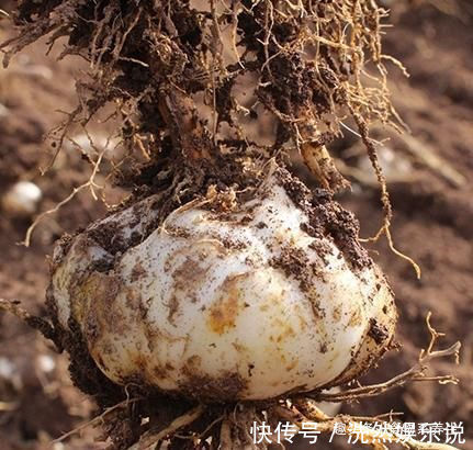百合|女人再节俭这5种碱性食物也要吃,补充天然雌激素,让你更年轻