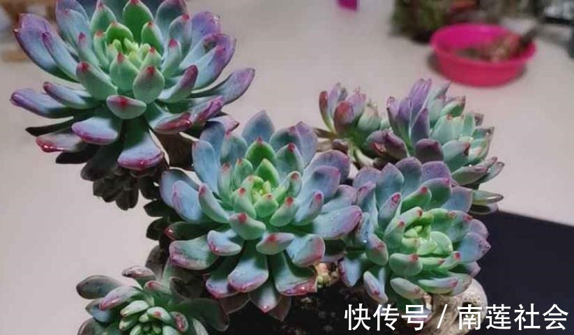 哪些因素会影响到多肉蓝苹果出状态?此3点,不容忽视!