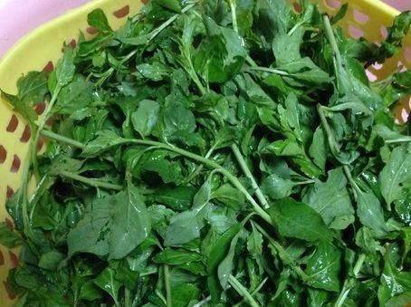 枸杞叶|此物全身都是宝,尤其是叶子,每周吃两次,清血管毒素,明亮眼睛