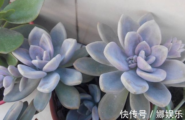 黄泥土|新手养多肉就选冬美人,注意这三点,简简单单养爆盆,美丽极了