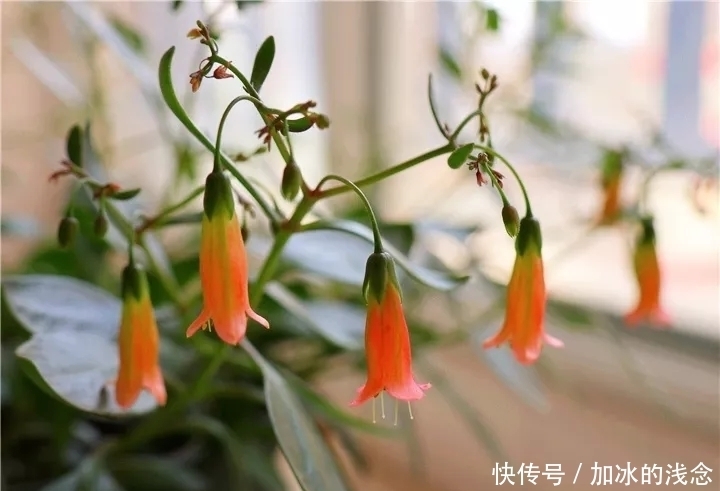 长寿花吊起来养,开出千朵小灯笼,叮叮当当过大年