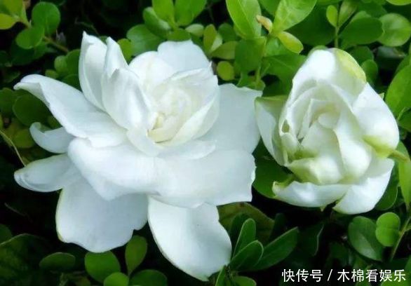 几款花卉养在家里，枝叶茂盛，阳台变花海，冬天一样开花