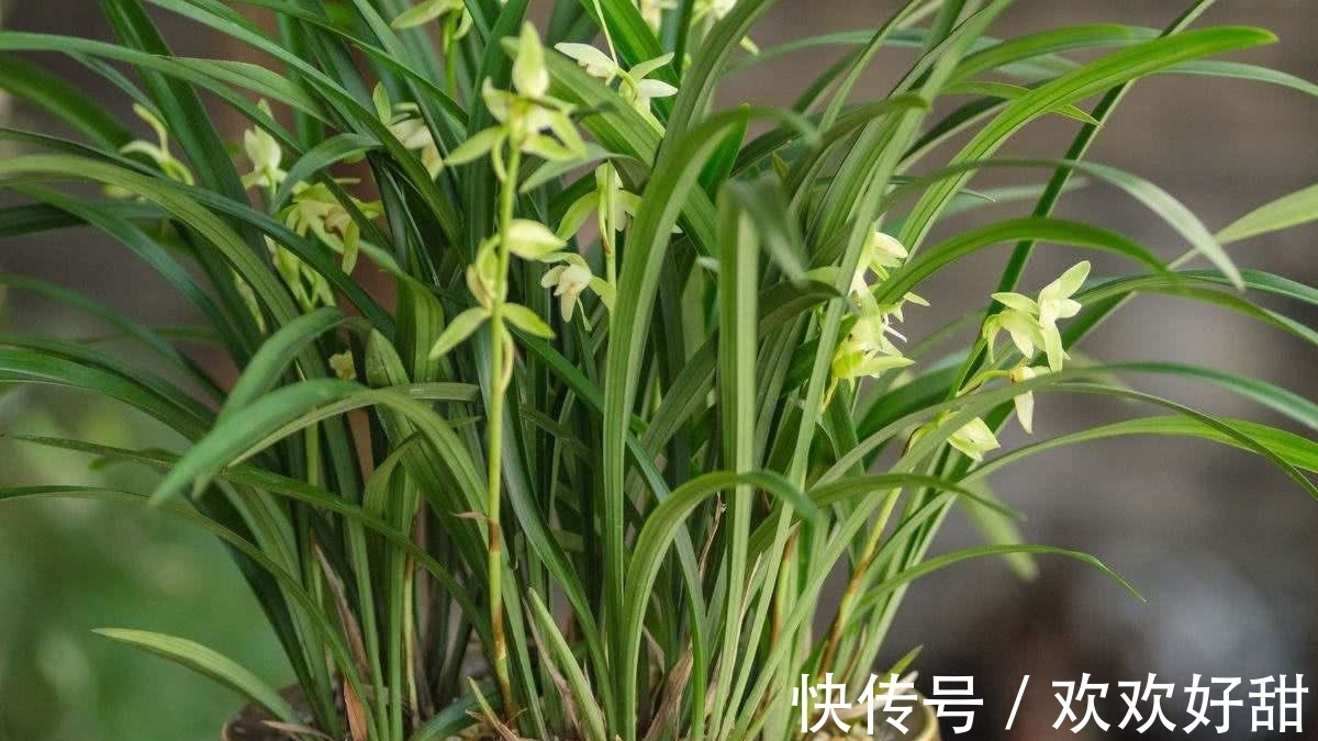 植株|室内外养花有什么不同?最怕就是这3点,都注意了