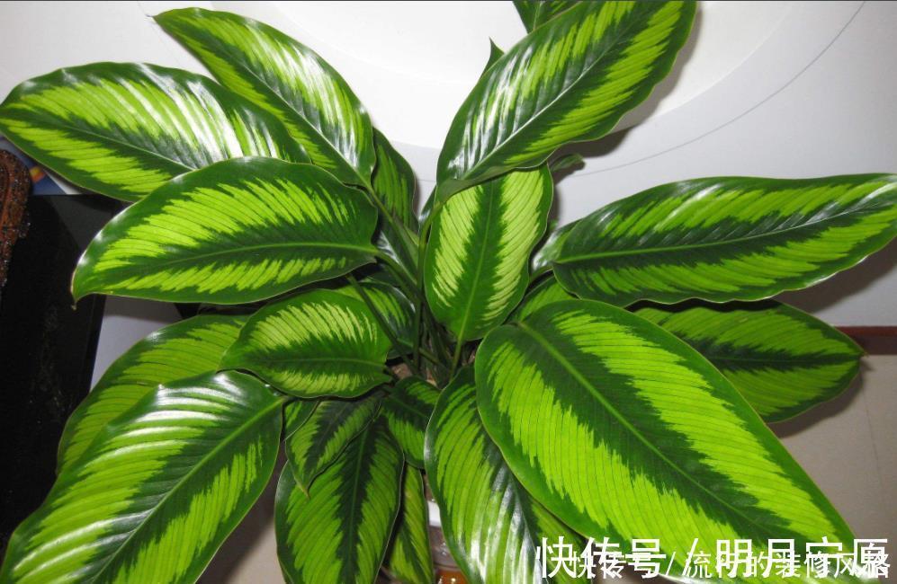 民间七大毒花，别让这些花毁了你的健康