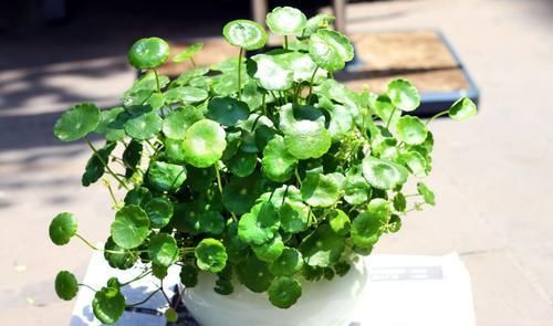 铜钱草|夏季天热,记得给这4种花“剃个头”,轻松度夏枝繁叶茂