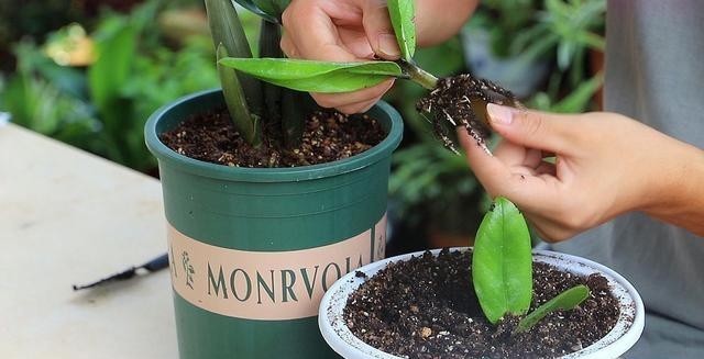 立刻|金钱树的扦插方法分享出来,金钱树立刻就会掉价