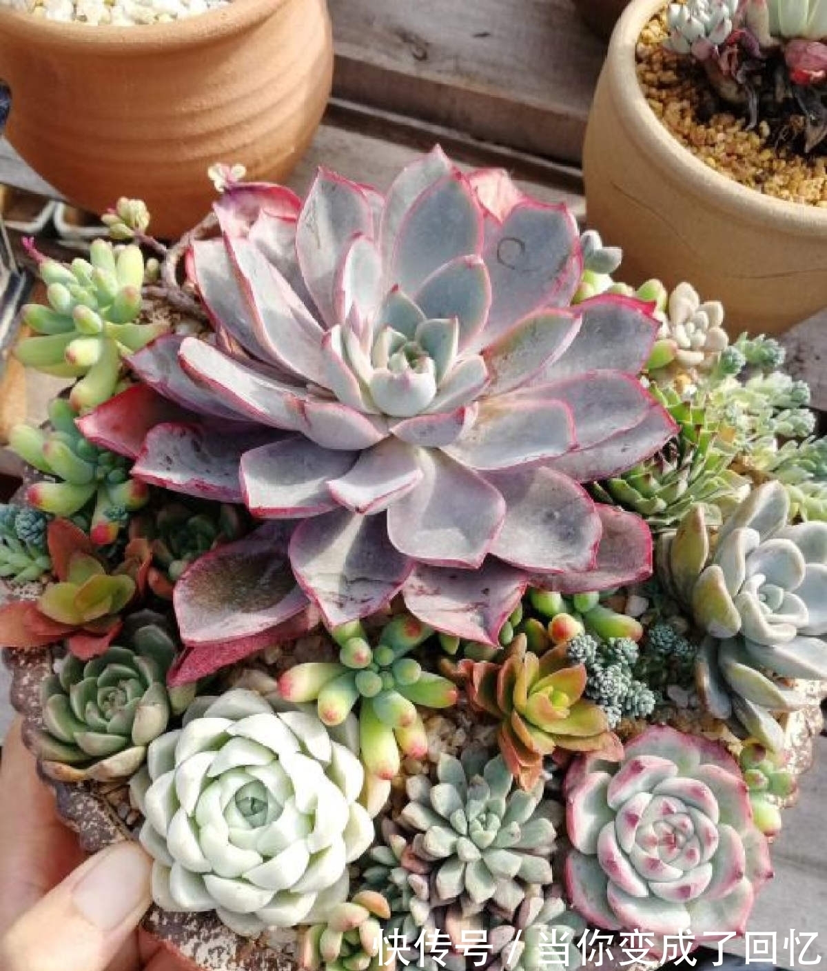 关于多肉拼盘,4个要点不能忘,不然很难养好