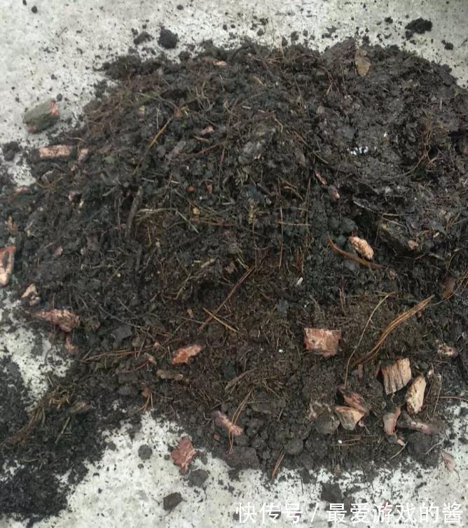 这样配土，月季不爆发才怪，你都了解过嘛