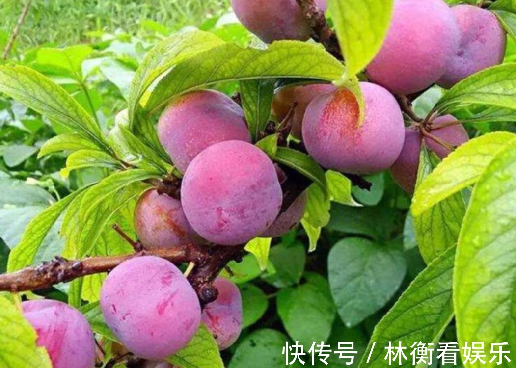 村民|村民种植一种李子,可以益气养阴生津,市场上很受喜欢