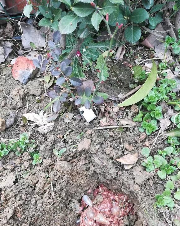 花卉|养花不开花?自制“开花肥”,浇盆里猛开花,不用花钱买