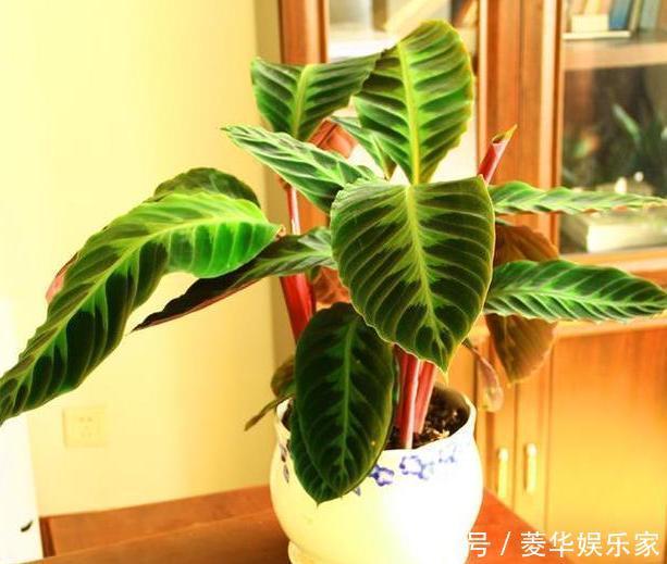 养殖|春天养花添新株,当盆栽4种花卉,寓意好、株型美又好养活