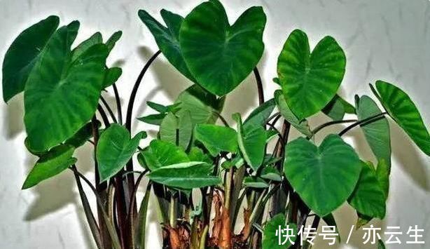 这3种“水果核”别扔，把它扔盆里，10天成盆栽，比花美10倍