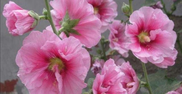 花期|4种普通的花草,适合庭院种植,播种一次,年年都能开花