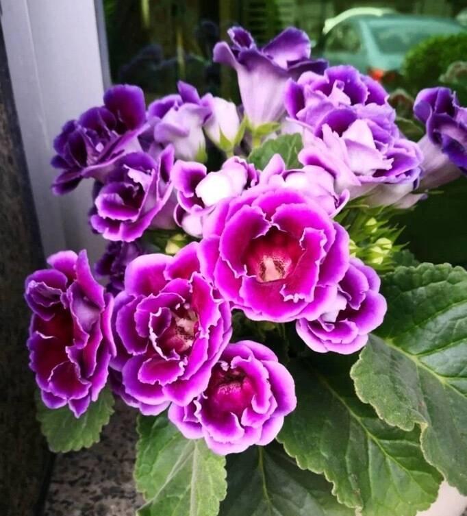 大岩桐怎么养?记住3招,花朵大又美、四季有花、姹紫嫣红