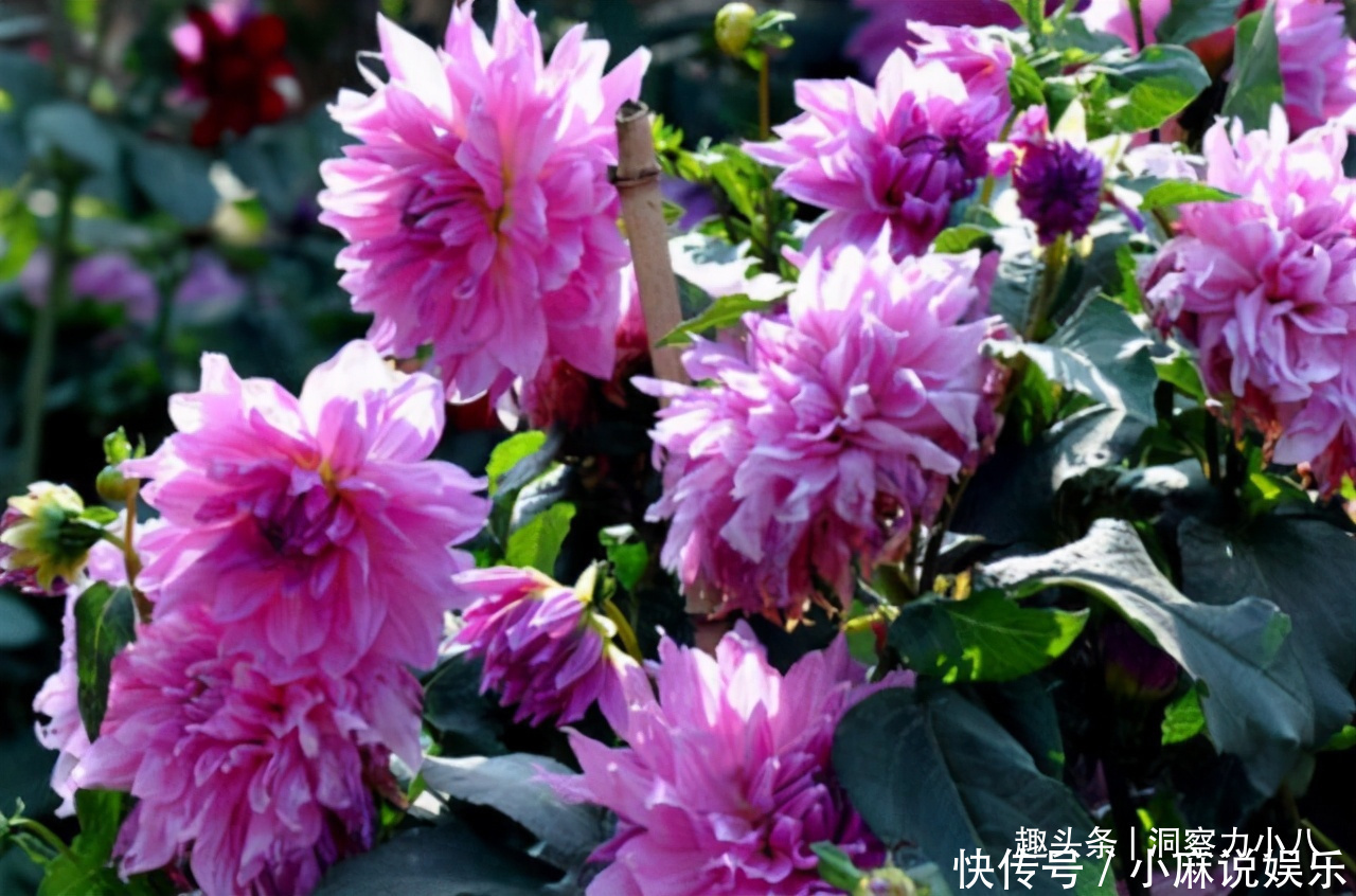 被名字耽误的“网红花”，“花大如碗口”颜色艳，一花能熏一室香