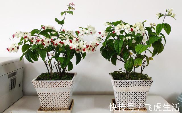新型观赏花木，夏季盛花，容易成花墙，皮实好养，室内盆栽也可以