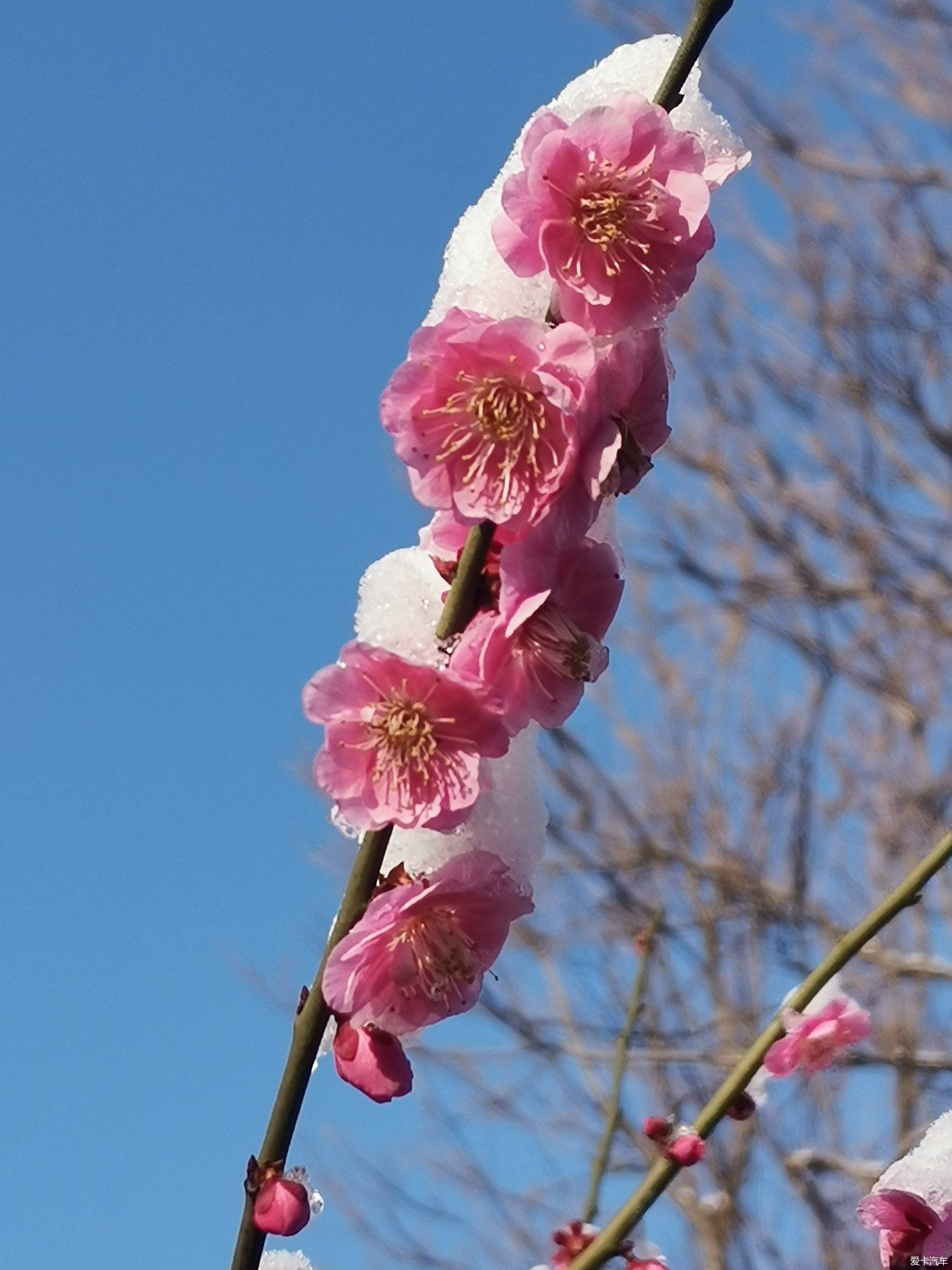 老年|【爱卡踏青季】踏雪寻梅