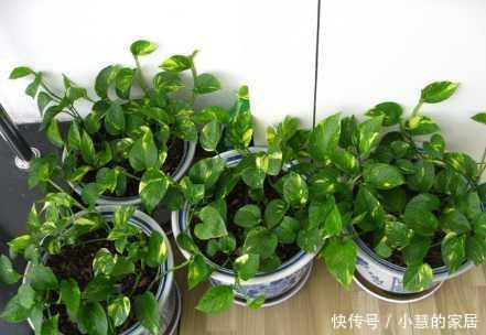 冬天水浇不好,你的花也养不活了!