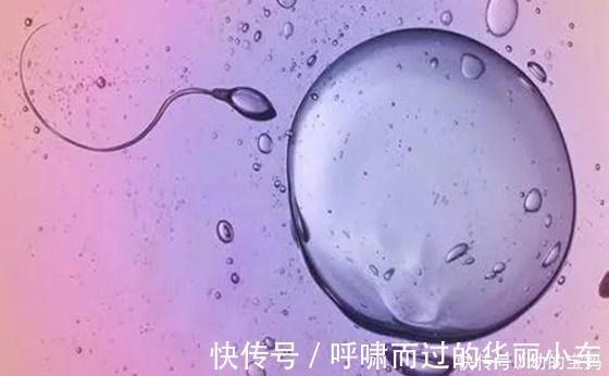 排卵|你知道女人一生要排多少卵子,卵子排出来之后,是什么样吗