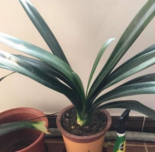 君子兰|君子兰夹箭不开花,别慌,学会这些轻松搞定