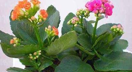 2种宝贝兑水浇,植物孕蕾快,开花量大,叶片油绿,非常实用