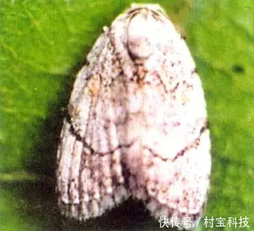 村宝网 6月枇杷黄毛虫高发期 影响果实品质 果农注意防治了 快资讯