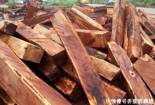 缅甸|价格是海黄百分之一,却是“万人迷”!这种红木凭什么笑傲红木界!