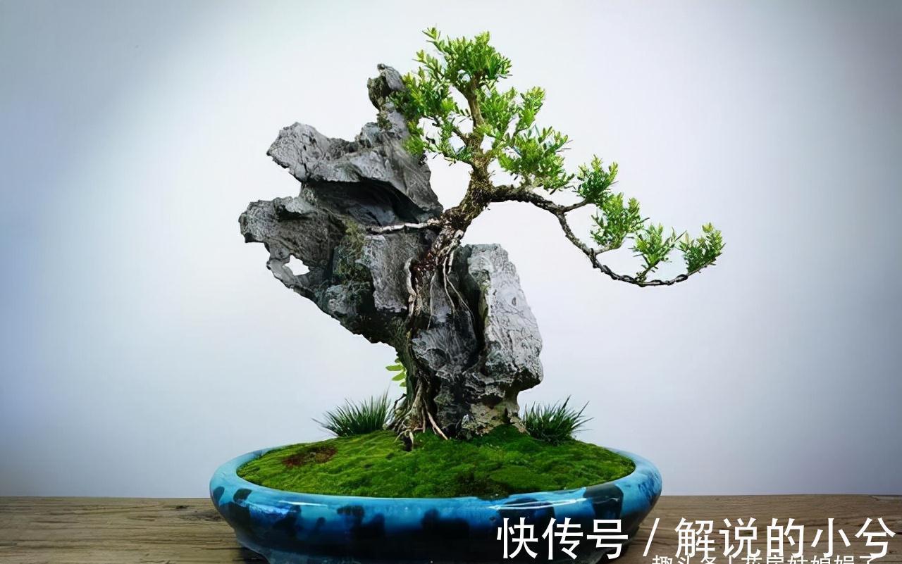 养花要先养根,根系弱植株也会生长不良,做好6点,养出强壮根系