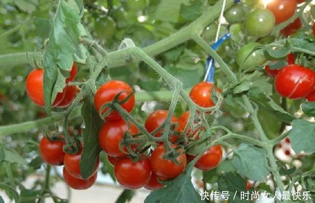 西红柿怎么保存长久家庭用上这3个办法,厨房西红柿新鲜又酸甜!