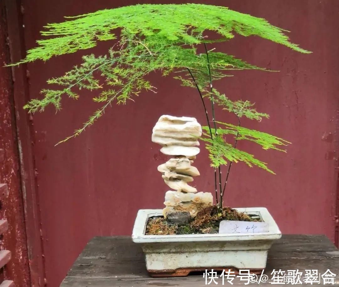 叶片|人养花,花也养人,家里养这10种花,越养越健康