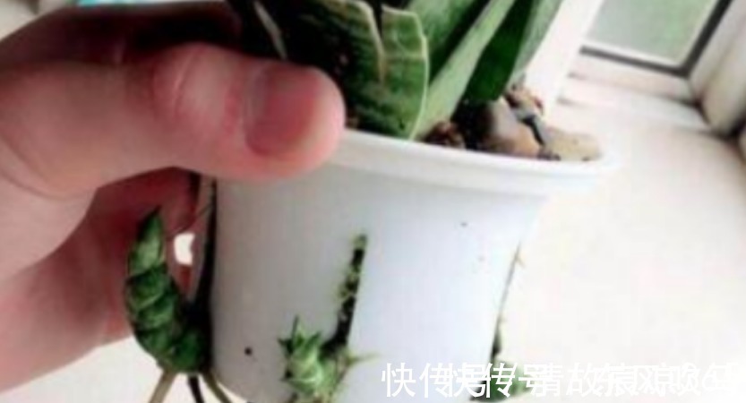 养虎皮兰,往盆埋“1块它”,不施肥,小芽直接撑破盆,疯长不停