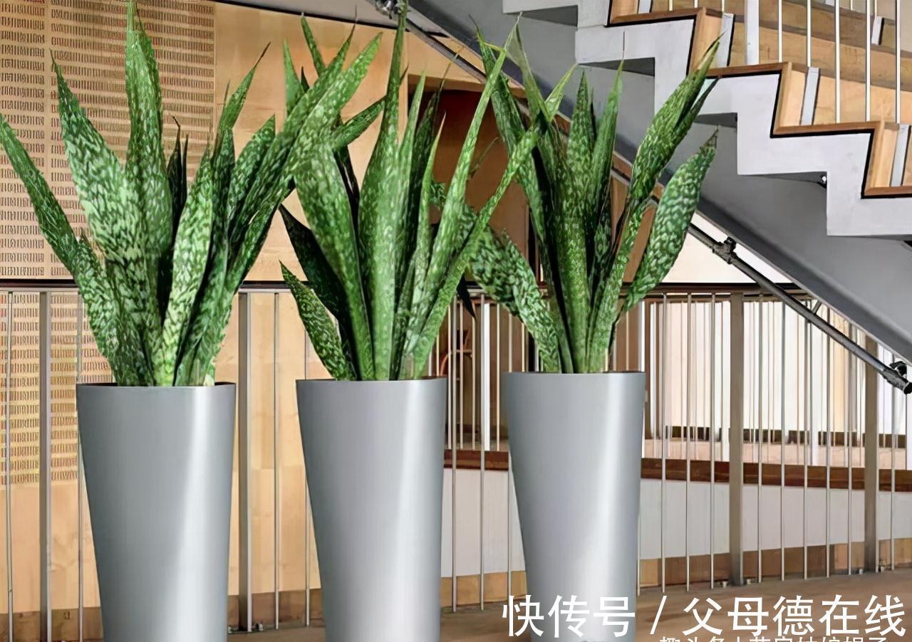 虎皮兰繁殖成活率高,而且好养活,按这3个方面来做,养出好状态