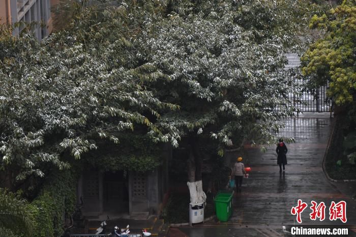 春城|春城昆明喜降瑞雪 春花雪花共舞造胜景