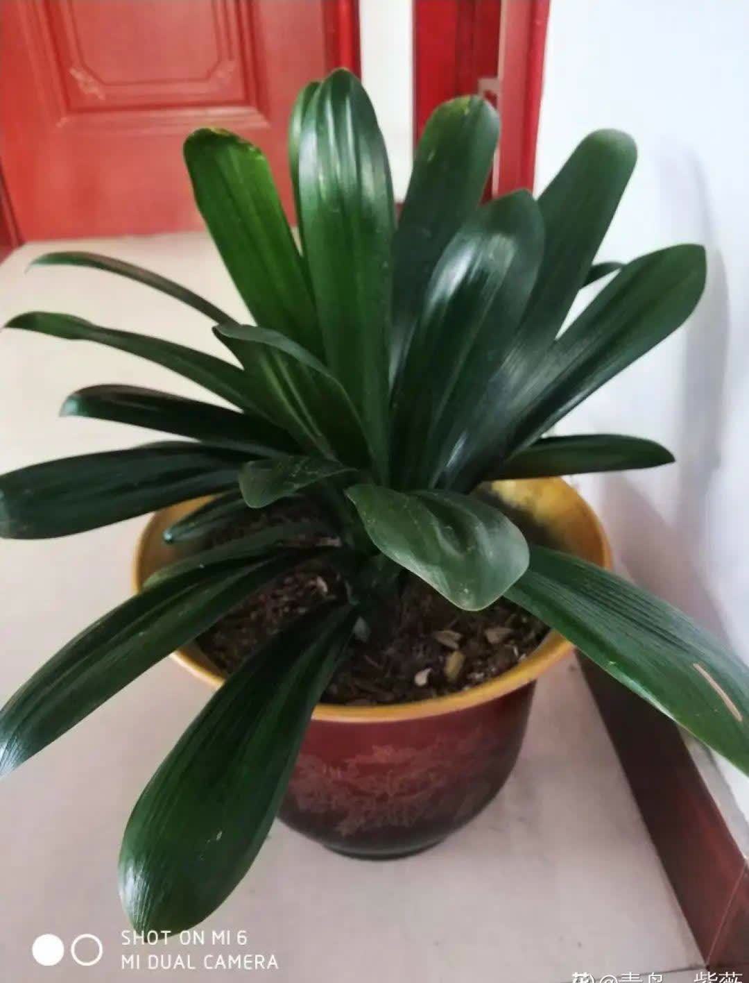 蝴蝶兰开花不是一次性,花后剪一剪,还能继续开花